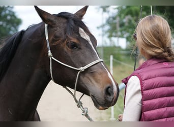 Appaloosa, Klacz, 8 lat, 151 cm, Gniada