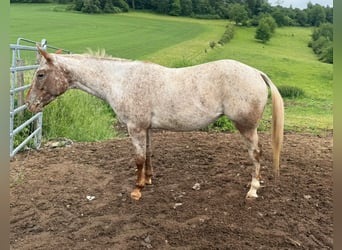 Appaloosa, Klacz, 8 lat, 153 cm, Kasztanowata