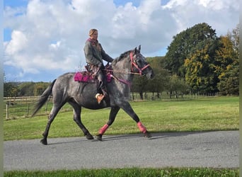 Appaloosa Mix, Klacz, 8 lat, 154 cm, Tarantowata