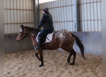Appaloosa, Klacz, 9 lat, 152 cm, Tarantowata