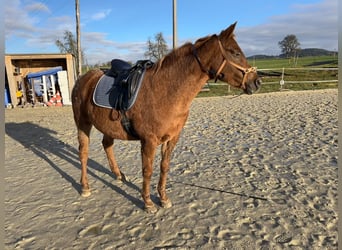 Appaloosa, Klacz, 9 lat, 153 cm, Kasztanowata