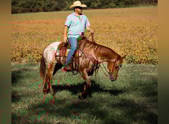Appaloosa, Klacz, 9 lat, 155 cm, Ciemnokasztanowata