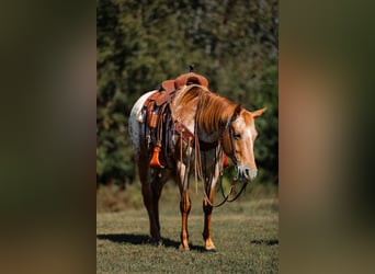 Appaloosa, Klacz, 9 lat, 155 cm, Ciemnokasztanowata