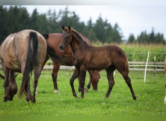 Appaloosa, Klacz, Źrebak (05/2024), 154 cm, Ciemnokasztanowata