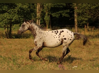 Appaloosa, Klacz, , 155 cm, Ciemnogniada