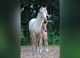 Appaloosa Mix, Klacz, Źrebak (07/2023), 165 cm, Bułana