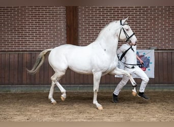 Appaloosa Mix, Klacz, Źrebak (07/2023), 165 cm, Bułana