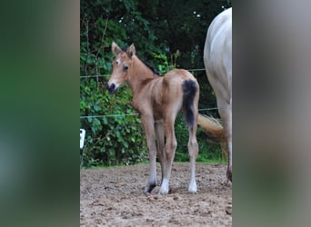 Appaloosa Mix, Klacz, Źrebak (07/2023), 165 cm, Bułana
