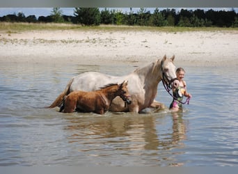 Appaloosa Mix, Klacz, Źrebak (07/2023), 165 cm, Bułana