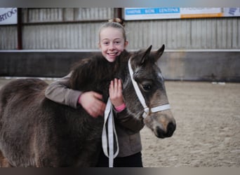Appaloosa Mix, Klacz, Źrebak (07/2023), 165 cm, Bułana