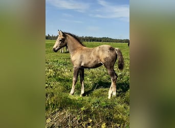 Appaloosa Mix, Klacz, Źrebak (07/2023), 165 cm, Bułana