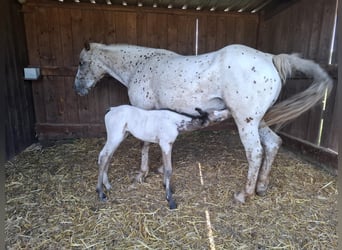 Appaloosa Mix, Klacz, Źrebak (06/2025), Bułana