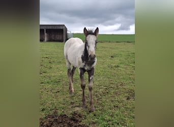 Appaloosa Mix, Klacz, Źrebak (06/2025), Bułana