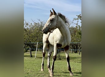 Appaloosa, Klacz, Źrebak (05/2023), Gniada