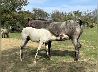 Appaloosa, Klacz, Źrebak (05/2023), Gniada