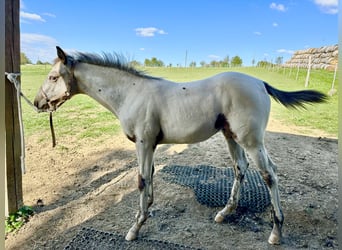 Appaloosa, Klacz, Źrebak (05/2023), Gniada