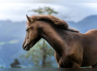 Appaloosa, Klacz, Źrebak (03/2024), Kara