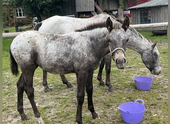 Appaloosa Mix, Klacz, Źrebak (06/2025)