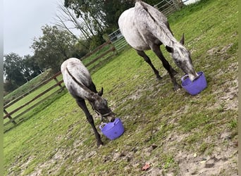 Appaloosa Mix, Klacz, Źrebak (06/2025)
