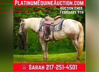 Appaloosa, Mare, 10 years, 13.2 hh, Roan-Red