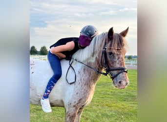 Appaloosa, Mare, 10 years, 13,1 hh, Pinto