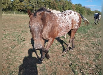 Appaloosa, Mare, 10 years, 14.1 hh, Leopard-Piebald