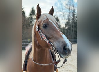 Appaloosa, Mare, 10 years, 14,2 hh, Chestnut-Red