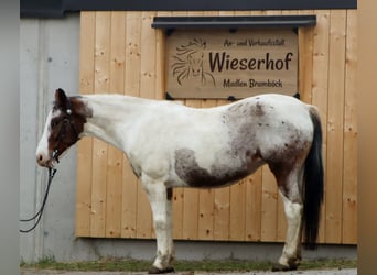 Appaloosa, Mare, 10 years, 14.2 hh, Leopard-Piebald