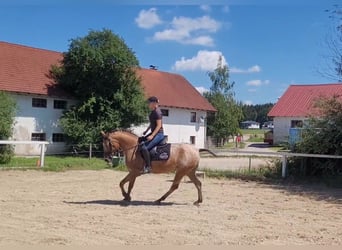 Appaloosa Mix, Mare, 10 years, 15,1 hh