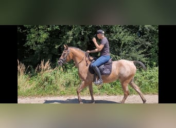 Appaloosa Mix, Mare, 10 years, 15,1 hh