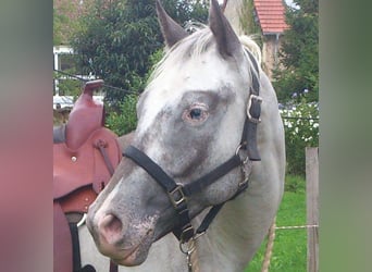 Appaloosa, Mare, 10 years, 15.1 hh, White