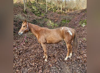Appaloosa, Mare, 10 years, 15,1 hh, Chestnut-Red
