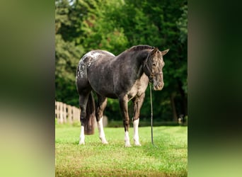 Appaloosa, Mare, 10 years, 16 hh