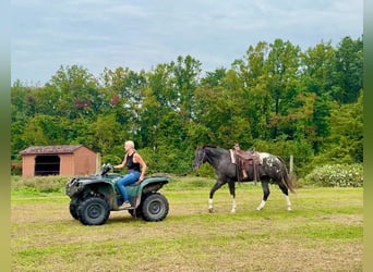 Appaloosa, Mare, 10 years, 16 hh