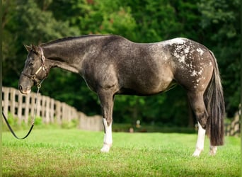 Appaloosa, Mare, 10 years, 16 hh