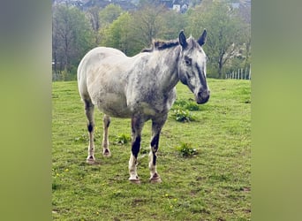 Appaloosa, Mare, 11 years, 15.1 hh, Brown