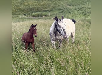 Appaloosa, Mare, 11 years, 15.1 hh, Brown