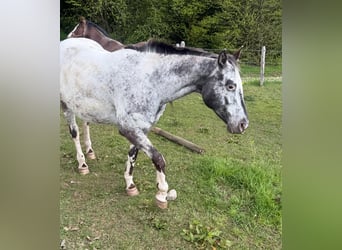 Appaloosa, Mare, 11 years, 15.1 hh, Brown