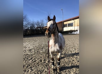 Appaloosa, Mare, 11 years, 15.2 hh, Overo-all-colors