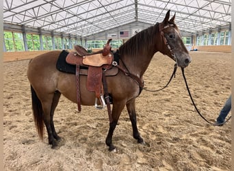 Appaloosa, Mare, 11 years, 15 hh, Bay