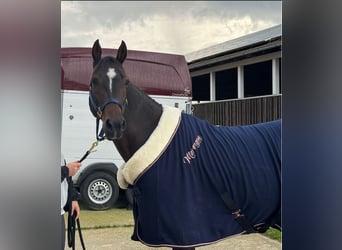 Appaloosa, Mare, 11 years, 15 hh, Brown