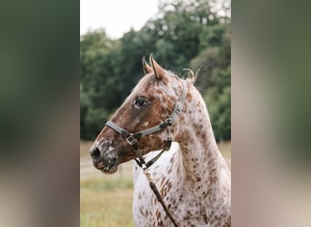 Appaloosa, Mare, 11 years, 15,1 hh, Leopard-Piebald