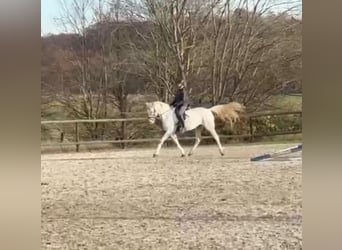 Appaloosa Mix, Mare, 11 years, 15,2 hh, Grey