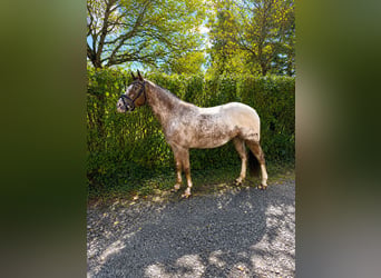 Appaloosa, Mare, 11 years