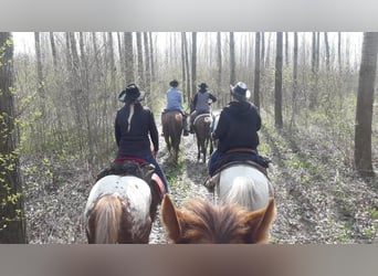 Appaloosa, Mare, 12 years, 14.3 hh, Chestnut