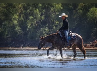 Appaloosa, Mare, 12 years, 14,3 hh, Roan-Red