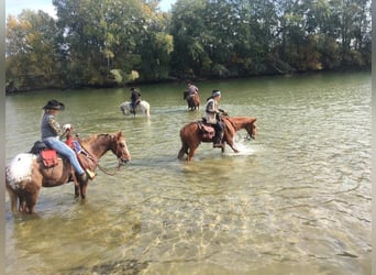 Appaloosa, Mare, 12 years, 14,3 hh, Chestnut