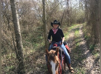 Appaloosa, Mare, 12 years, 14,3 hh, Chestnut