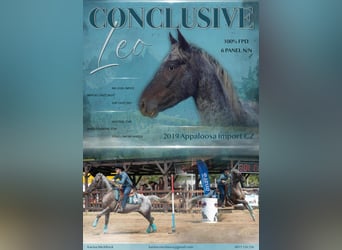 Appaloosa, Mare, 12 years, 14,3 hh, Chestnut