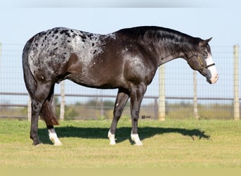 Appaloosa, Mare, 12 years, 16.1 hh, Black
